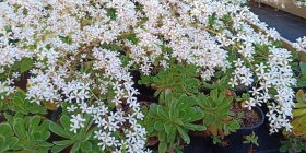 Saxifraga cotyledon Камнеломка